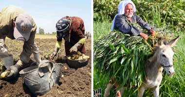ما هو سبب الاحتفال بعيد الفلاح؟.. 4 معلومات توضح السبب