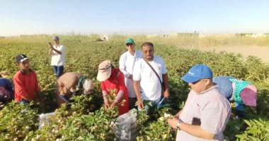 لجنة متابعة منظومة تداول القطن تشهد أول مزاد لبيع الأقطان بالفيوم