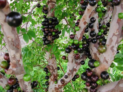 Algomhuria algdeda - "تؤكل ثمارها طازجة".. فاكهة الجابوتيكا الاستوائية